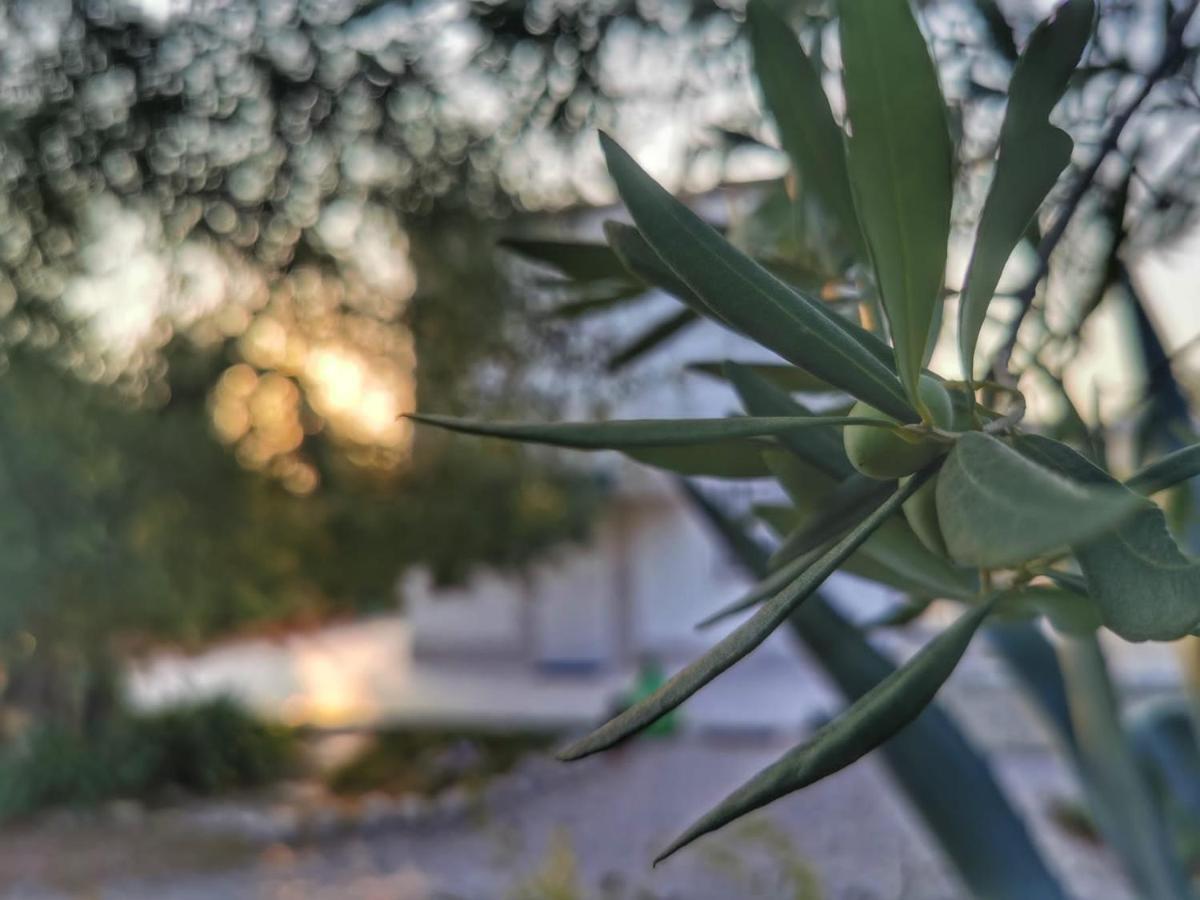 B&B Villa Mediterranee Con Parking Space Trani Luaran gambar